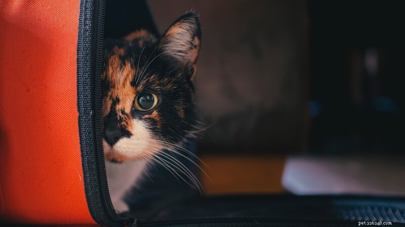 101 úžasných jmen a významů koček Calico