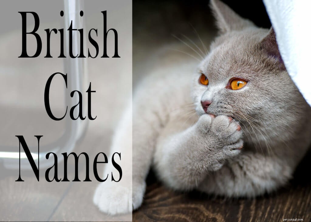 150 noms de chats britanniques mâles et femelles populaires