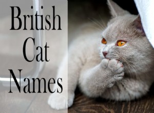 150 populära brittiska kattnamn för hanar och honor