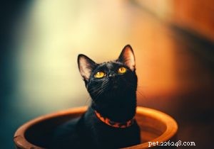 가장 인기 있는 검은 고양이 이름 50가지