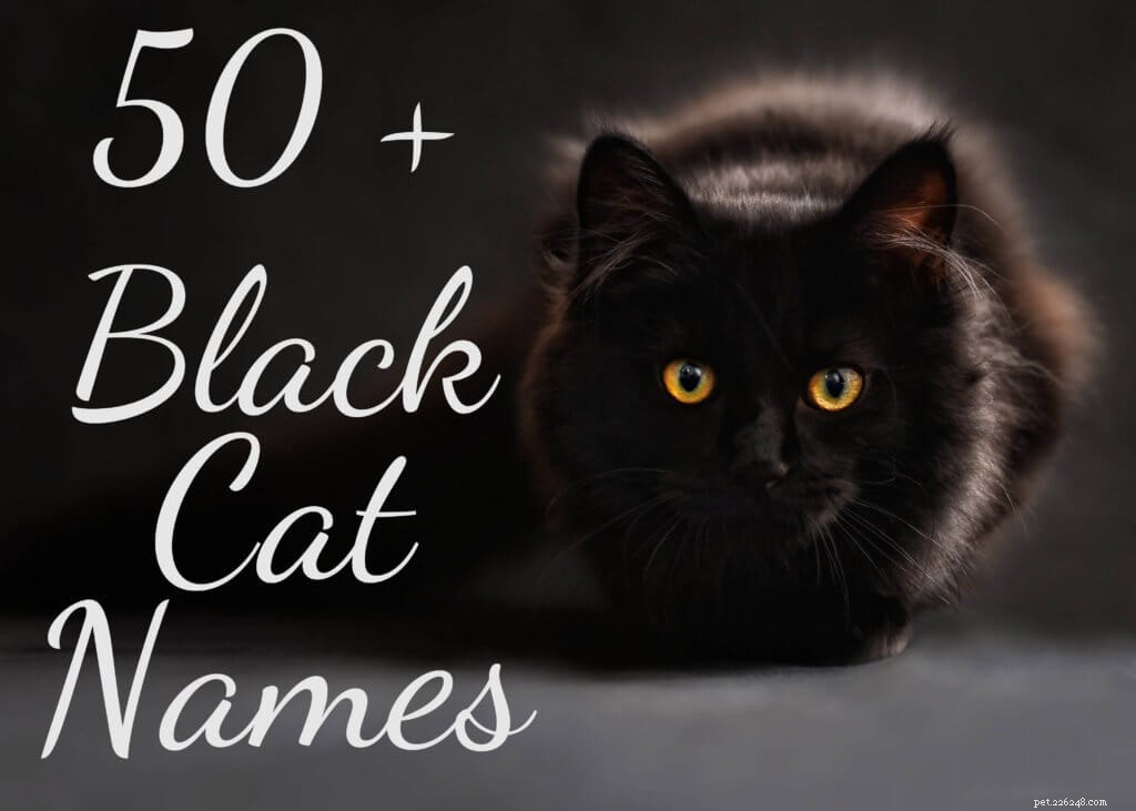 가장 인기 있는 검은 고양이 이름 50가지