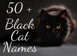 50の最も人気のある黒猫の名前 