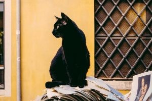 50の最も人気のある黒猫の名前 