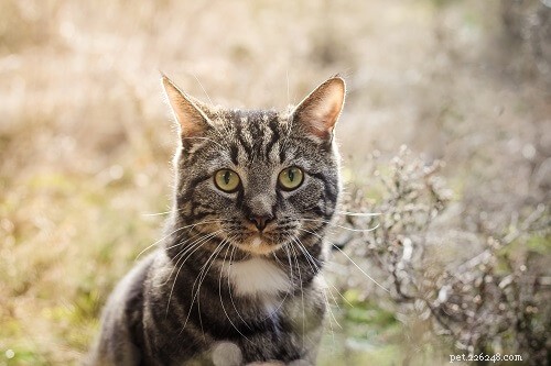 100 nejlepších jmen mourovatých koček pro muže a ženy
