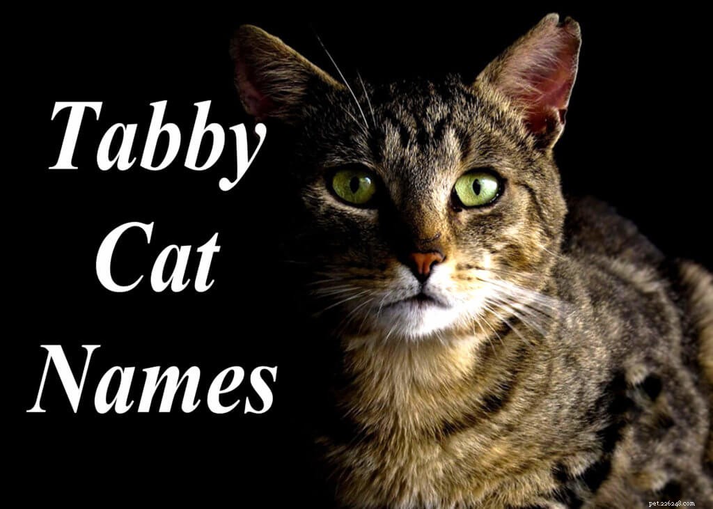 100 nejlepších jmen mourovatých koček pro muže a ženy