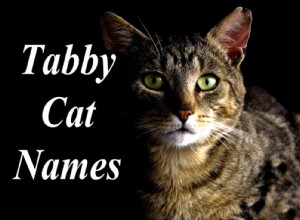 Os 100 melhores nomes de gatos malhados masculinos e femininos