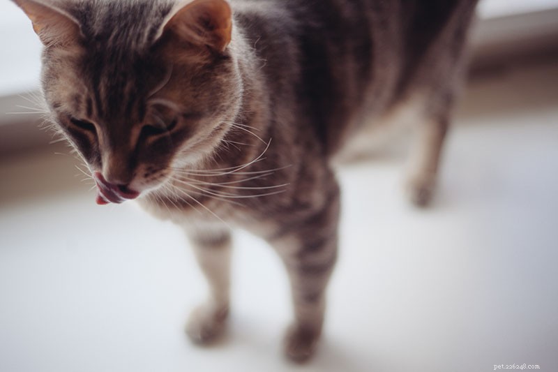 Comment donner des médicaments à un chat (liquide ou solide) :6 astuces faciles