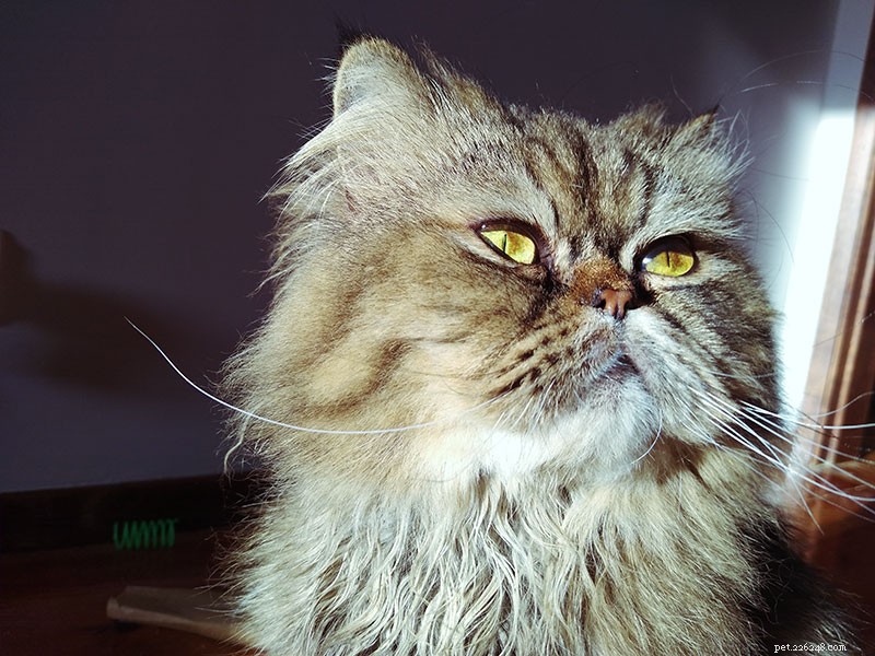Medicijnen geven aan een kat (vloeibaar of vast):6 eenvoudige trucs
