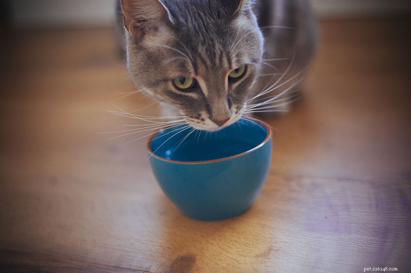 Come somministrare medicine a un gatto (liquido o solido):6 semplici trucchi