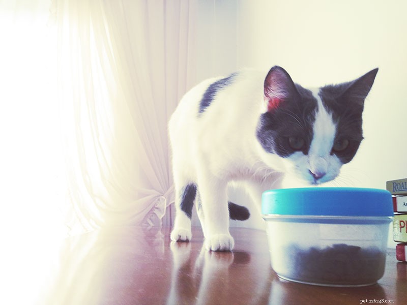 猫に薬を与える方法（液体または固体）：6つの簡単なトリック 