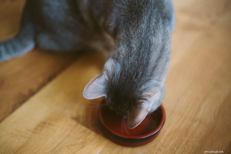 Medicijnen geven aan een kat (vloeibaar of vast):6 eenvoudige trucs