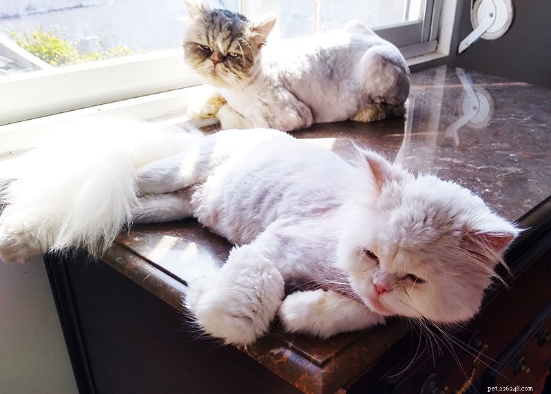 Temps chaud ? Comment rafraîchir les chats en été (intérieur et extérieur)