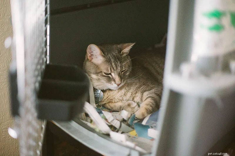 Está tudo bem deixar um gato em uma gaiola o dia todo ou à noite? (+Soluções alternativas)