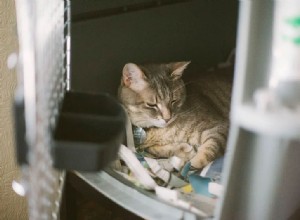 Está tudo bem deixar um gato em uma gaiola o dia todo ou à noite? (+Soluções alternativas)