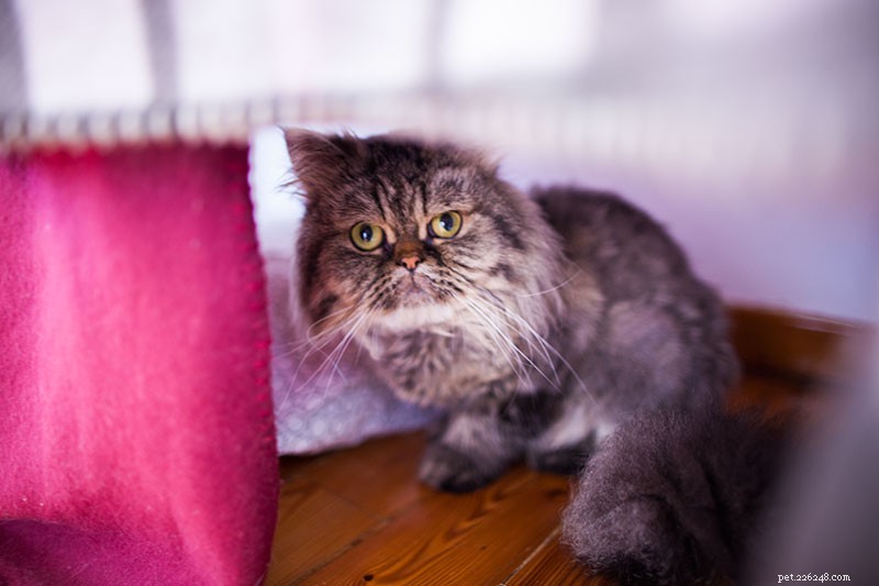 Va bene lasciare un gatto in gabbia tutto il giorno o di notte? (+Soluzioni alternative)