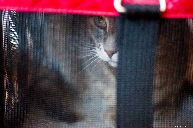 Va bene lasciare un gatto in gabbia tutto il giorno o di notte? (+Soluzioni alternative)