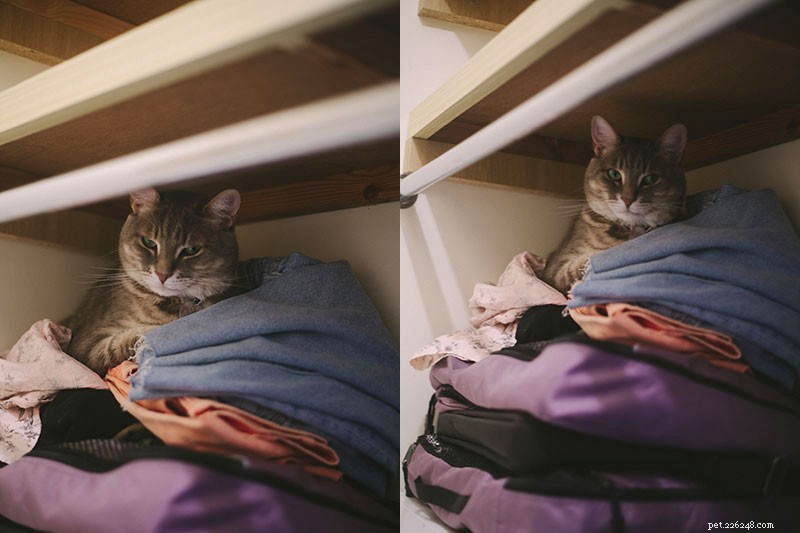小さなアパートで屋内猫を幸せに保つ方法 