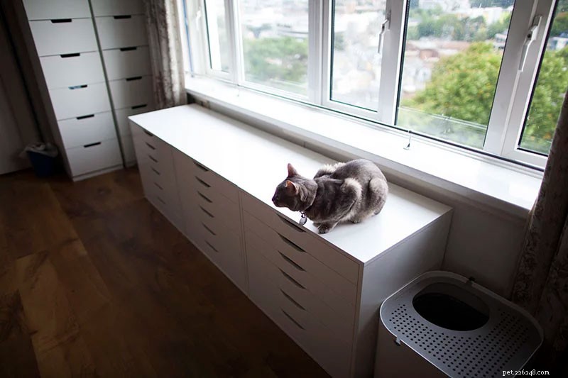 小さなアパートで屋内猫を幸せに保つ方法 