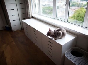 작은 아파트에서 실내 고양이를 행복하게 하는 방법
