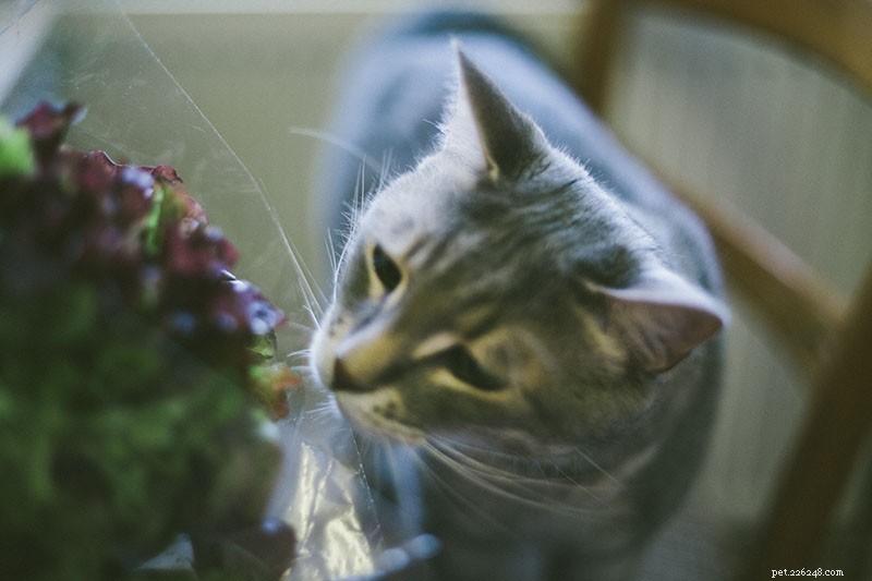 私の猫はレタスが好きです！猫はレタスを食べることができますか？猫に餌をやるのは安全ですか？ 