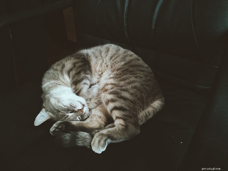 Meu gato dorme o dia todo:isso é normal? Não é saudável?