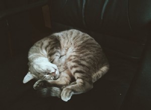 내 고양이는 하루 종일 잠:이것이 정상입니까? 건강에 해로운가요?