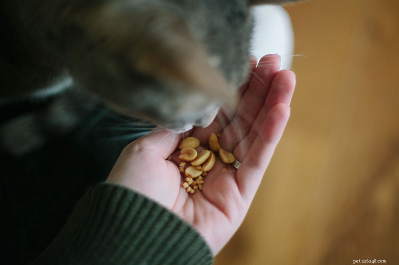 Můžou kočky jíst arašídy? Jsou špatné pro kočky? Mohou být kočky alergické?