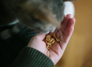 Gatos podem comer amendoim? Eles são ruins para gatos? Os gatos podem ser alérgicos?