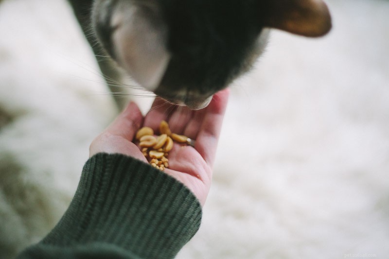 I gatti possono mangiare noccioline? Fanno male ai gatti? I gatti possono essere allergici?