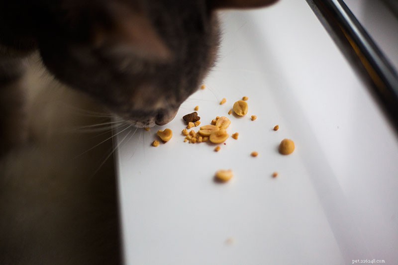 Kan katter äta jordnötter? Är de dåliga för katter? Kan katter vara allergiska?