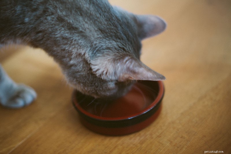 고양이가 개밥을 먹을 수 있습니까? 안전한가요? 1. 주요 식단으로? 2. 가끔?