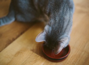 Kan katter äta hundmat? Är det säkert:1. Som huvuddiet? 2. Ibland?