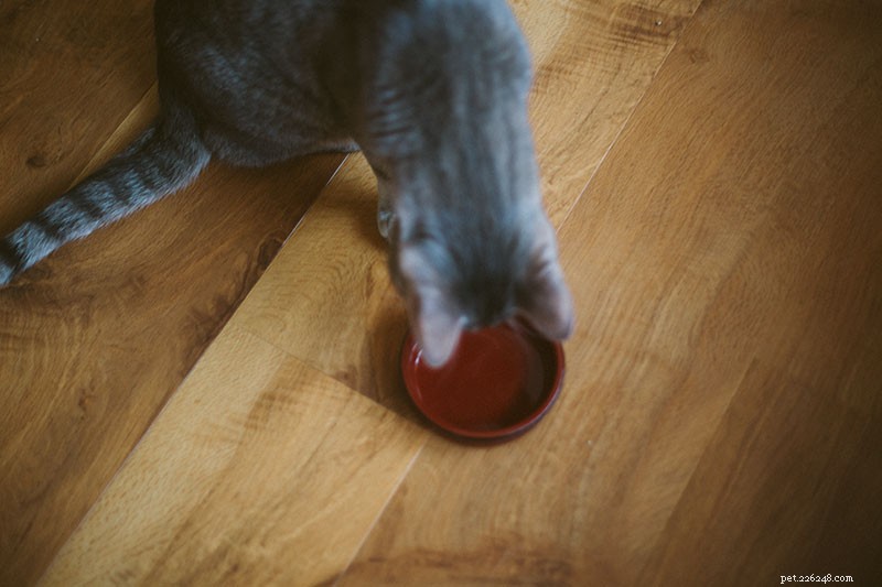고양이가 개밥을 먹을 수 있습니까? 안전한가요? 1. 주요 식단으로? 2. 가끔?