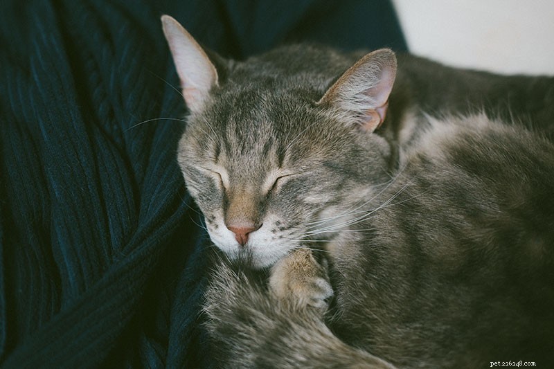 Kattsnarkning:Varför snarkar katter? Är det normalt? Är snarkande katter sjuka?