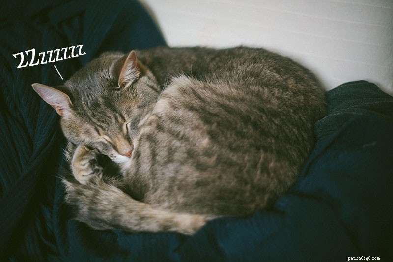 Katten snurken:waarom snurken katten? Is het normaal? Zijn snurkende katten ziek?