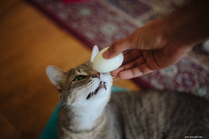 Могут ли кошки есть яйца и желтки? Остался сырым? Вареный омлет? Вкрутую?
