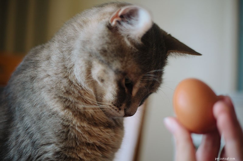 I gatti possono mangiare uova e tuorli? Lasciato crudo? Cotto Strapazzato? Sodo?
