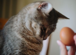 고양이는 계란과 노른자를 먹을 수 있습니까? 왼쪽 원시? 스크램블 요리? 완숙?