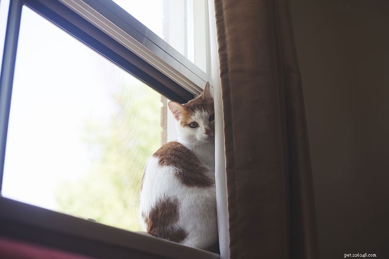 Sì, è possibile:10 modi in cui i gatti indoor possono contrarre vermi, pulci, acari e altro