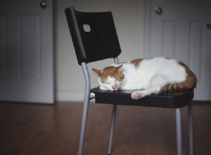 Ano, je to možné:10 způsobů, jak mohou pokojové kočky získat červy, blechy, roztoče a další