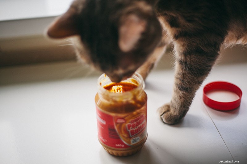 Mohou kočky jíst arašídové máslo? Je v pořádku krmit PB jako svačinu? 