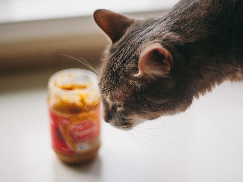 Могут ли кошки есть арахисовое масло? Можно ли давать ПБ в качестве перекуса?