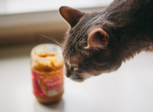 고양이가 땅콩 버터를 먹을 수 있습니까? 간식으로 PB를 먹여도 될까요?
