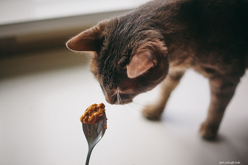 Kan katter äta jordnötssmör? Är det okej att mata PB som ett mellanmål?