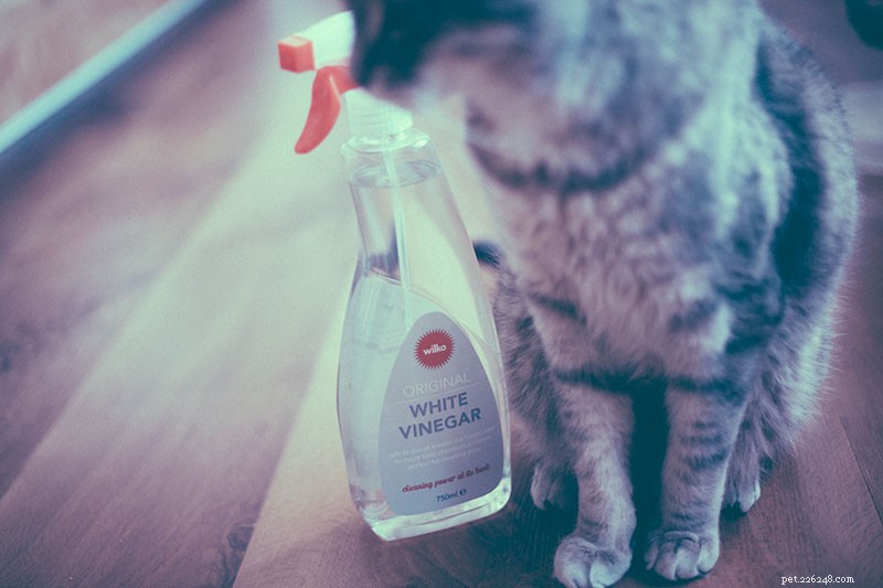 Is azijn veilig voor katten? Is het schadelijk:1. Als schoonmaker? 2. Indien ingeslikt?