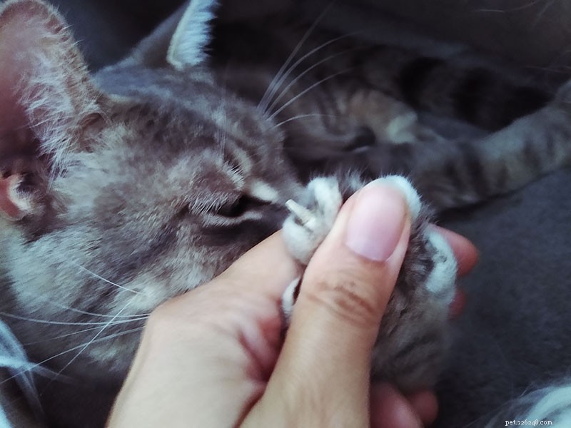 Waarom bijten katten op hun nagels? Waarom kauwt en trekt de mijne aan haar klauwen?