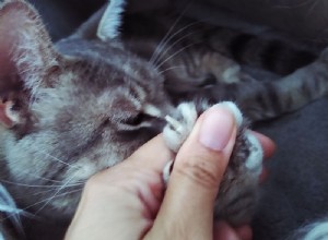 Varför biter katter på naglarna? Varför tuggar och drar Mine i hennes klor?