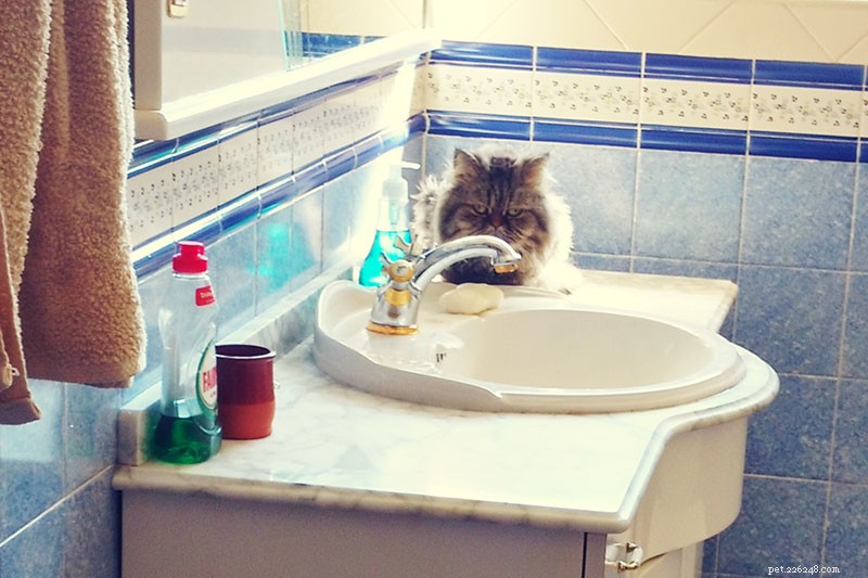 Mon chat lèche le savon ; Est-ce que le vôtre ? Théories Pourquoi et prévenir l ingestion de savon