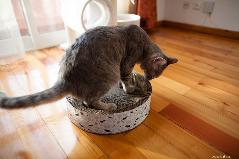 Почему именно кошки царапаются? 7 преимуществ, которые кошки получают, царапая вещи