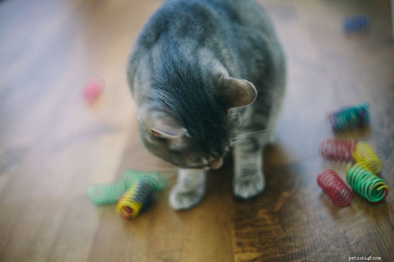 Varför tuggar katter på plast? Är det farligt? Kan jag få min katt att sluta?